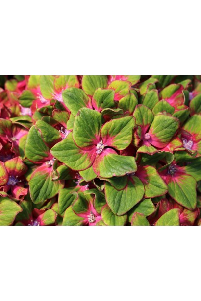 Гортензія макрофіла Шлосс Вакербарт